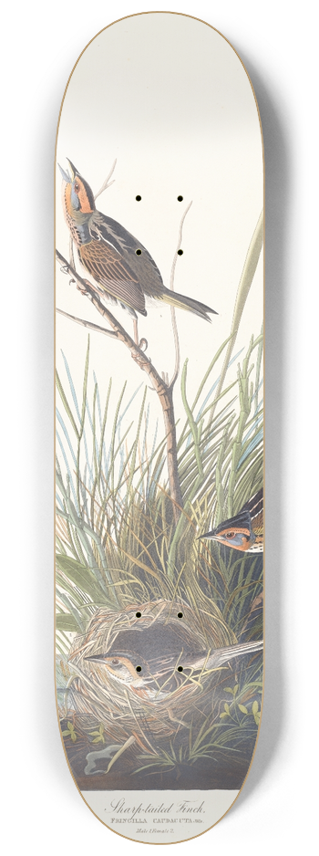 John James Audubon - Sharp-tailed finch 8.25 inch art skate deck