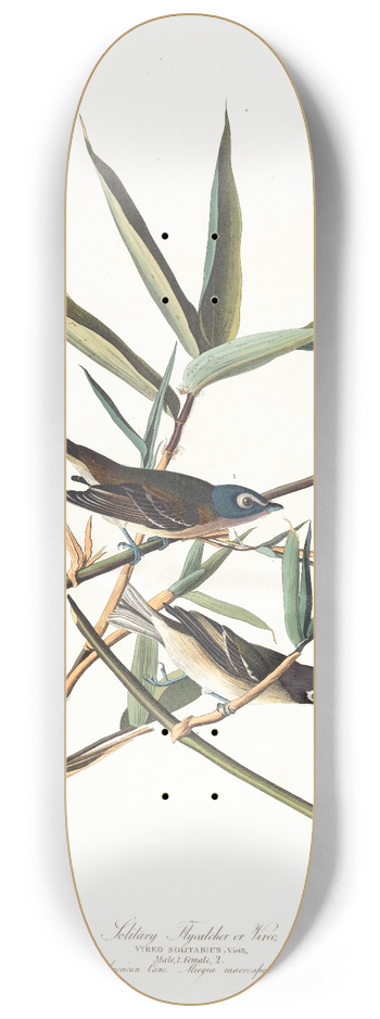 John James Audubon - Solitary flycatcher or vireo 8.25 inch art skate deck