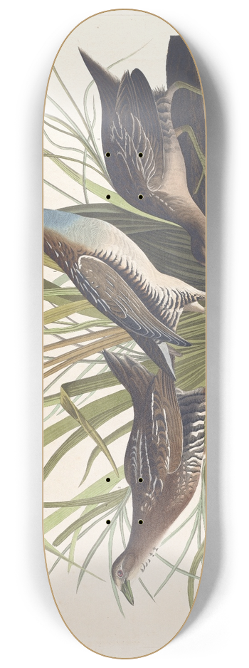 John James Audubon - Sora or rail 8.25 inch art skate deck