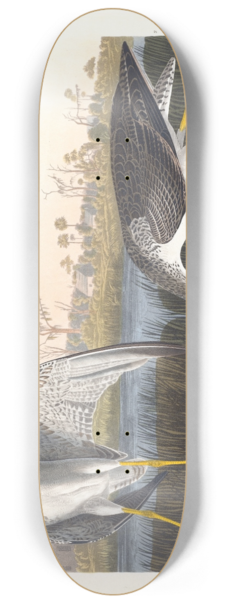 John James Audubon - Tell-tale godwit or snipe 8.25 inch art skate deck