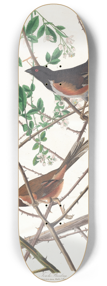 John James Audubon - Towhe bunting 8.25 inch art skate deck