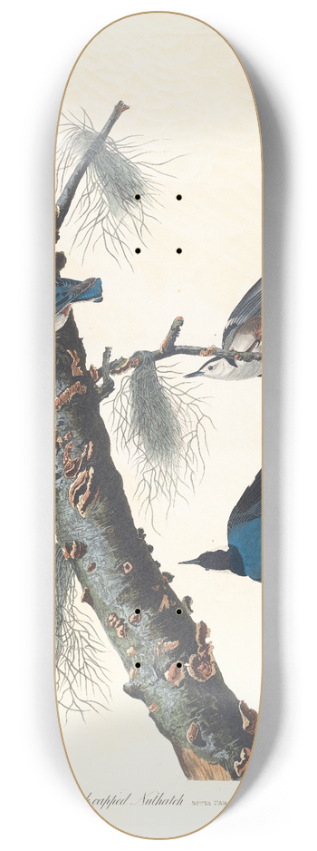 John James Audubon - White-breasted black-capped nuthatch 8.25 inch art skate deck