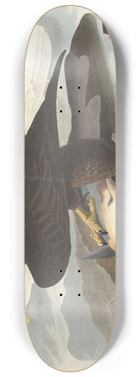 John James Audubon - White-headed eagle 8.25 inch art skate deck