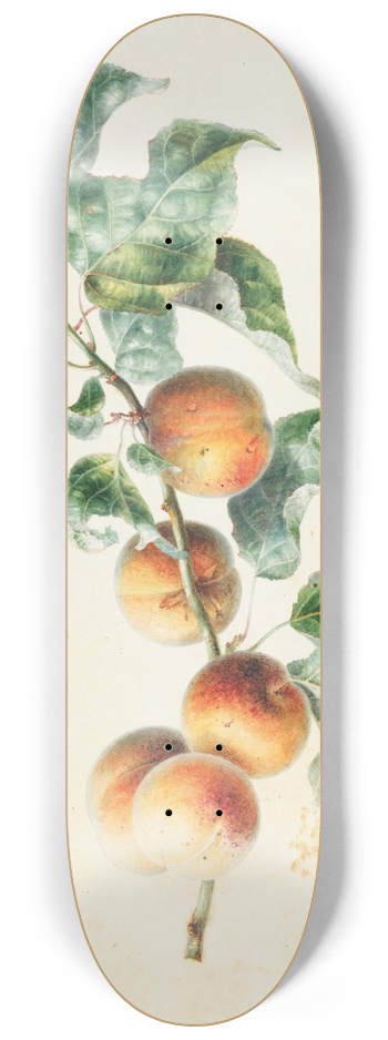 Willem Hekking - Apricots on a branch signed 8.25 inch art skate deck