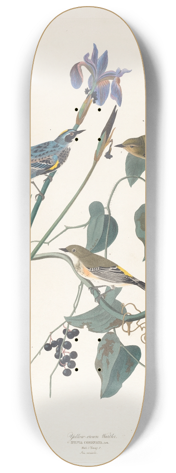 John James Audubon - Yellow-crown warbler 8.25 inch art skate deck