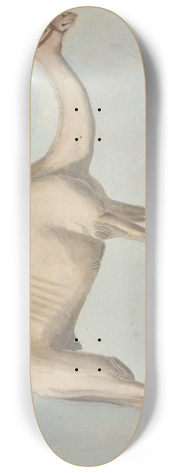 Willey Reveley - A Camel 8.25 inch art skate deck