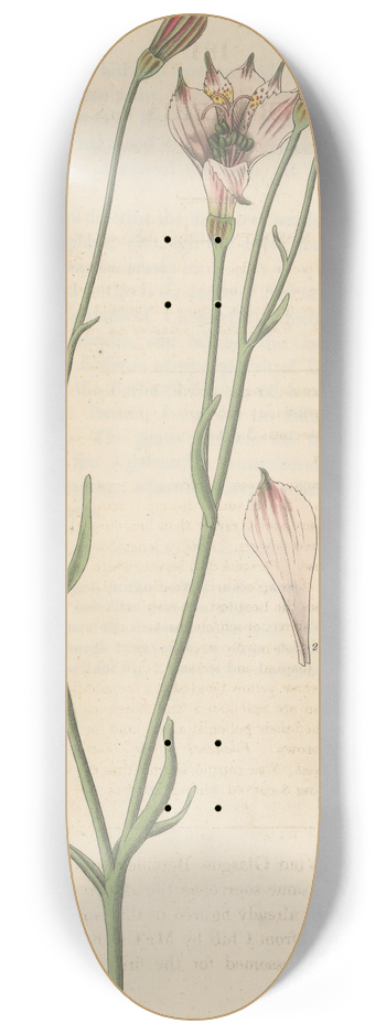 William Jackson Hooker - Alstroemeria rosea 8.25 inch art skate deck