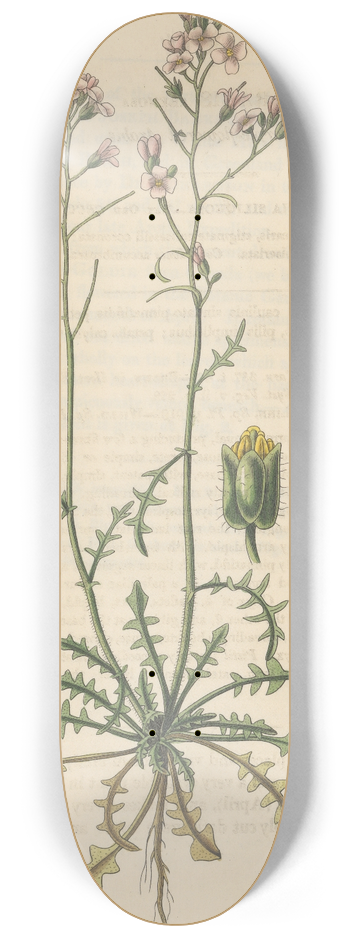 William Jackson Hooker - Arabis arenosa 8.25 inch art skate deck