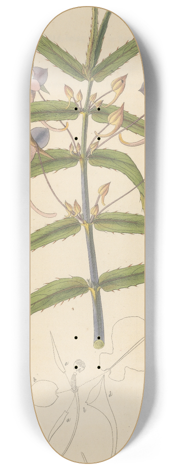 William Jackson Hooker - Balsamina setacea 8.25 inch art skate deck