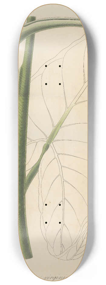 William Jackson Hooker - Caladium virginicum 8.25 inch art skate deck