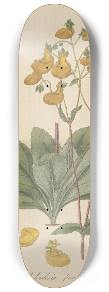 William Jackson Hooker - Calceolaria paralia 8.25 inch art skate deck