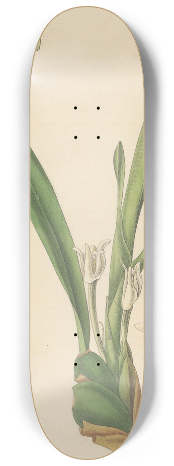 William Jackson Hooker - Dendrobium album 8.25 inch art skate deck