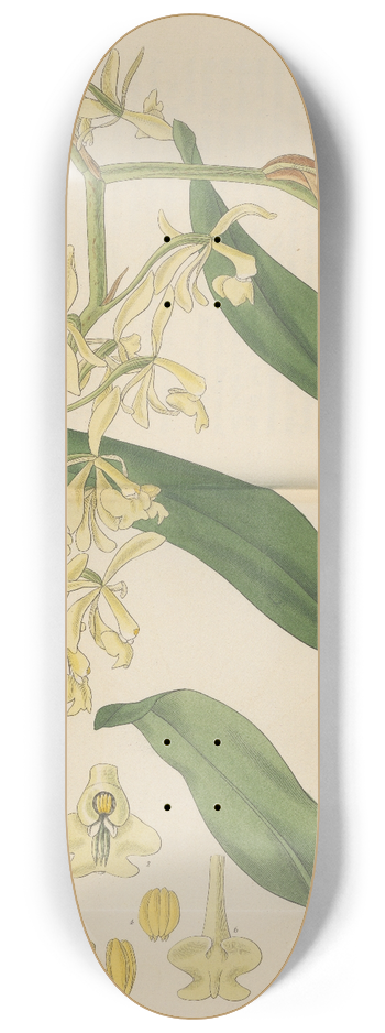 William Jackson Hooker - Epidendrum nutans 8.25 inch art skate deck