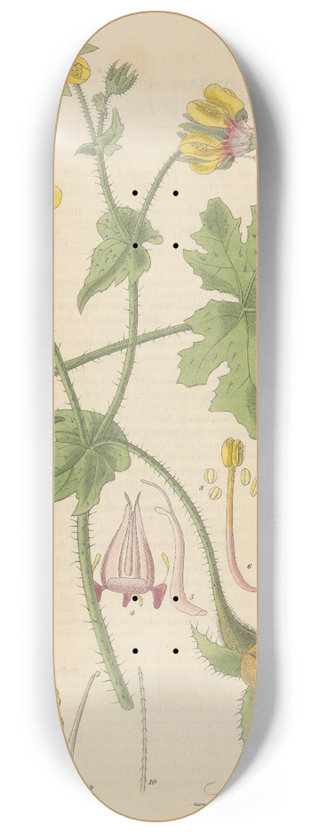 William Jackson Hooker - Loasa nitida 8.25 inch art skate deck