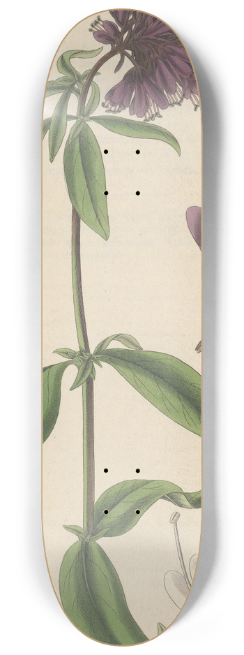 William Jackson Hooker - Lysimachia atro-purpurea 8.25 inch art skate deck