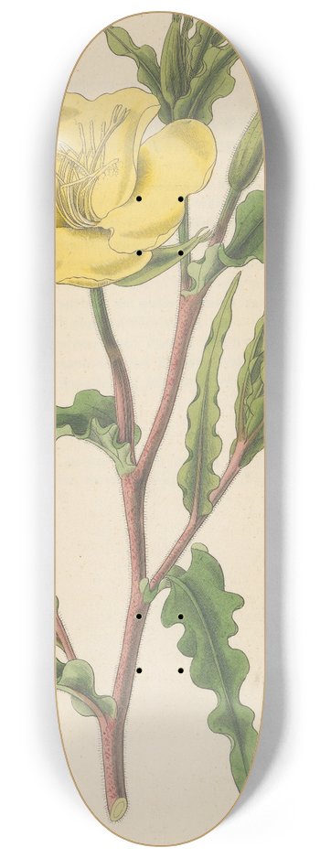 William Jackson Hooker - Oenothera odorata 8.25 inch art skate deck