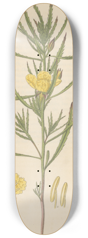 William Jackson Hooker - Oenothera serrulata 8.25 inch art skate deck