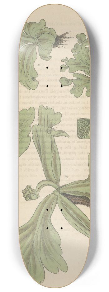 William Jackson Hooker - Parkeria pteridoides. 8.25 inch art skate deck