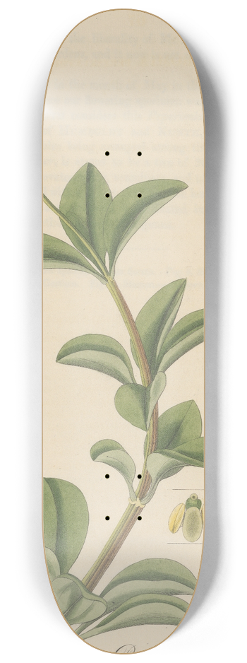 William Jackson Hooker - Peperomia pereskiaefolia 8.25 inch art skate deck