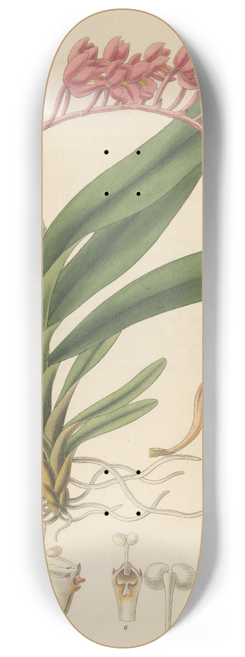 William Jackson Hooker - Pleurothallis coccinea 8.25 inch art skate deck