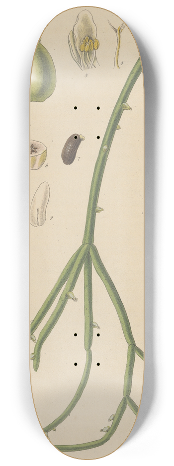 William Jackson Hooker - Rhipsalis Cassutha 8.25 inch art skate deck