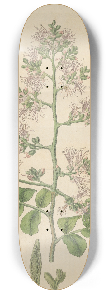 William Jackson Hooker - Shotia Latifolia 8.25 inch art skate deck