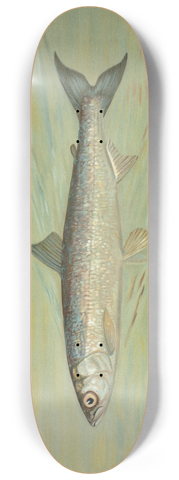 John L. Petrie - The Cisco of Lake Geneva, Wis., Argyrocomus artedi sisco. 8.25 inch art skate deck