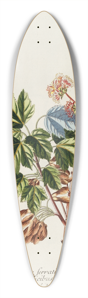 Georg Dionysius Ehret - Acer II 39.3 inch art pintail longboard deck