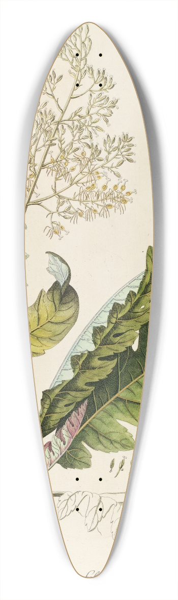Georg Dionysius Ehret - Bocconia 39.3 inch art pintail longboard deck