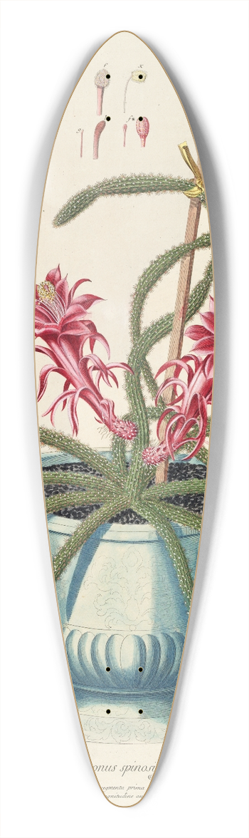 Georg Dionysius Ehret - Cereus II 39.3 inch art pintail longboard deck