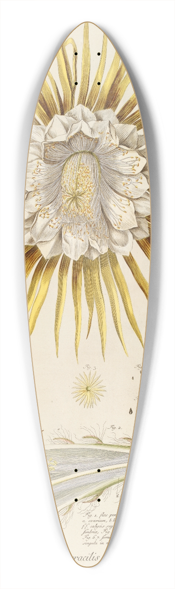 Georg Dionysius Ehret - Cereus IV 39.3 inch art pintail longboard deck