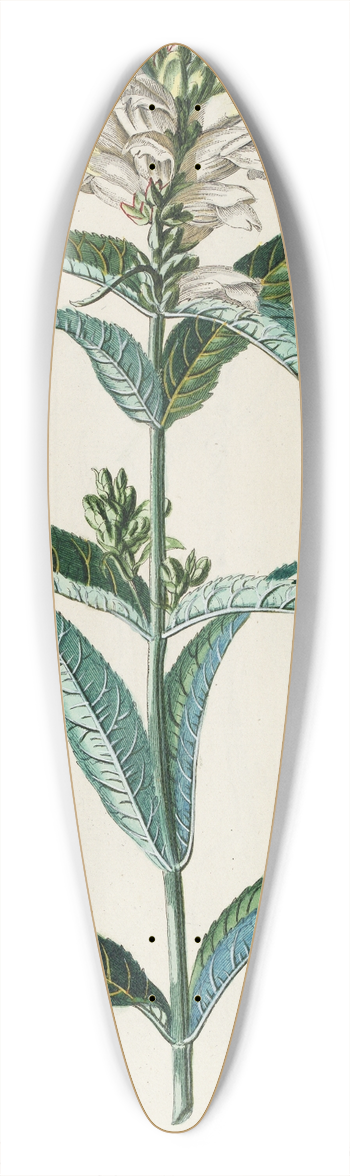 Georg Dionysius Ehret - Chelone 39.3 inch art pintail longboard deck