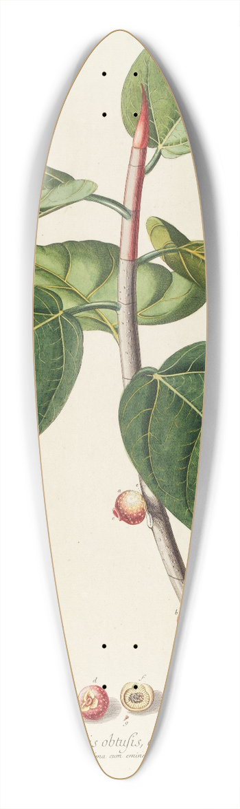 Georg Dionysius Ehret - Ficus 39.3 inch art pintail longboard deck