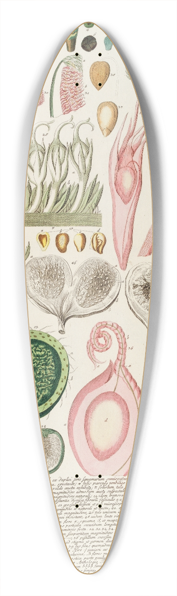 Georg Dionysius Ehret - Ficus III 39.3 inch art pintail longboard deck