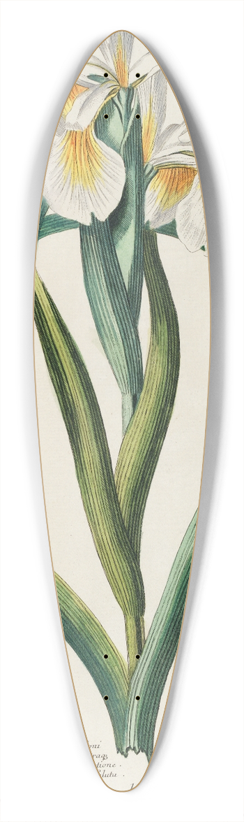 Georg Dionysius Ehret - Iris 39.3 inch art pintail longboard deck