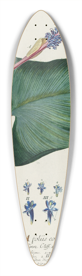Georg Dionysius Ehret - Pontederia 39.3 inch art pintail longboard deck