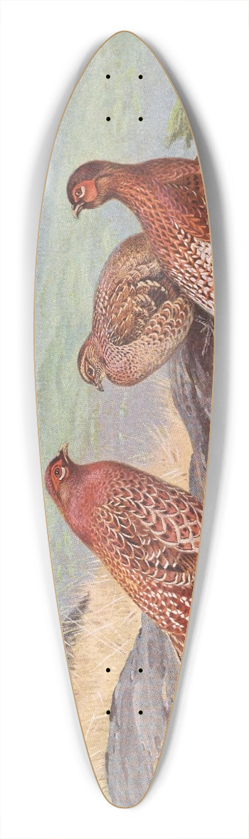George Edward Lodge - Scintillating Copper Pheasant, Ijimas Copper Pheasant 39.3 inch art pintail longboard deck