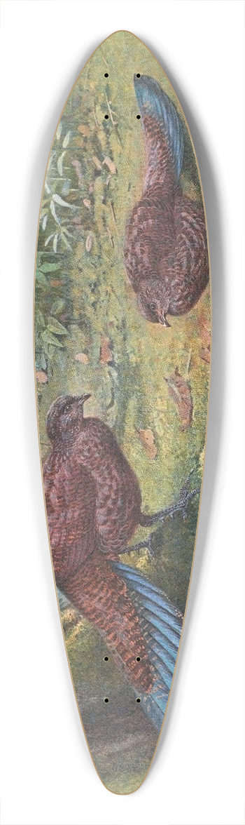 George Edward Lodge - Sumatra Bronze-Tailed Peacock Pheasant 39.3 inch art pintail longboard deck