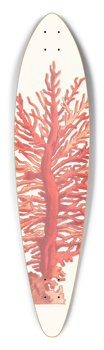 George Shaw - Pinnated Gorgonia 39.3 inch art pintail longboard deck