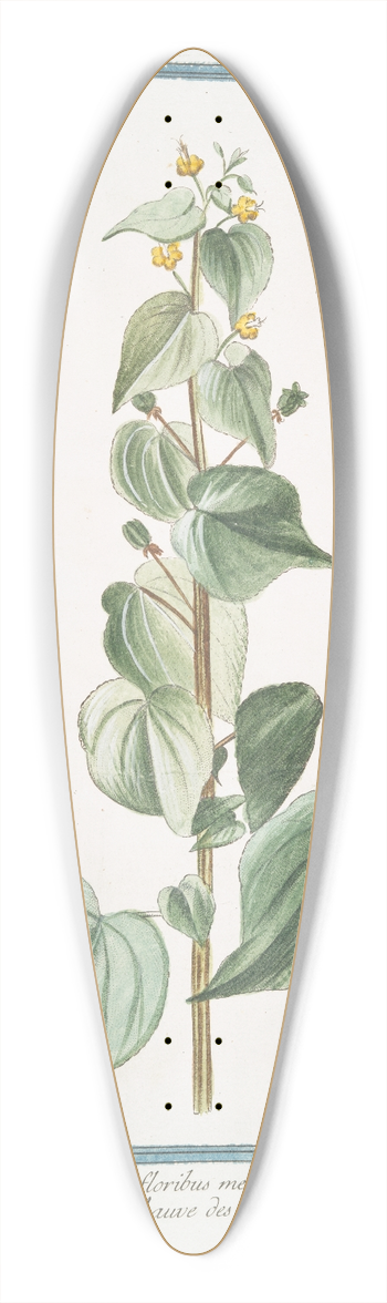 Giorgio Bonelli - Abutilon crispum floribus melinis parvis  Mauve des Indes 39.3 inch art pintail longboard deck