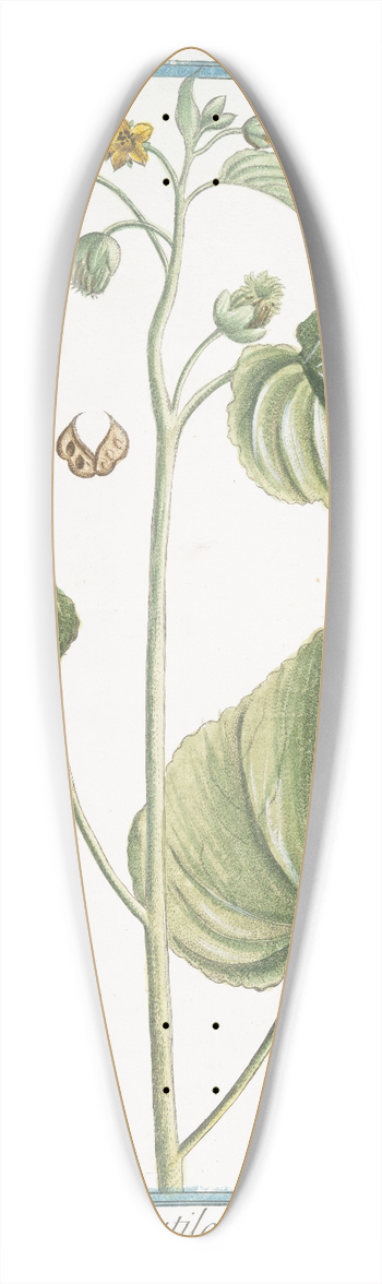 Giorgio Bonelli - Abutilon. (Flowering Maples) 39.3 inch art pintail longboard deck