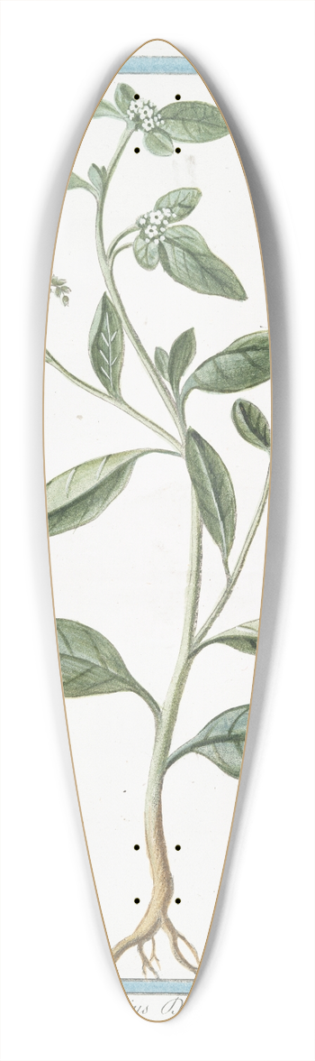 Giorgio Bonelli - Heliotropium majus Discoridi  Elitropia  Herbe aux verrues. (Heliotrope, Cherry pie) 39.3 inch art pintail longboard deck