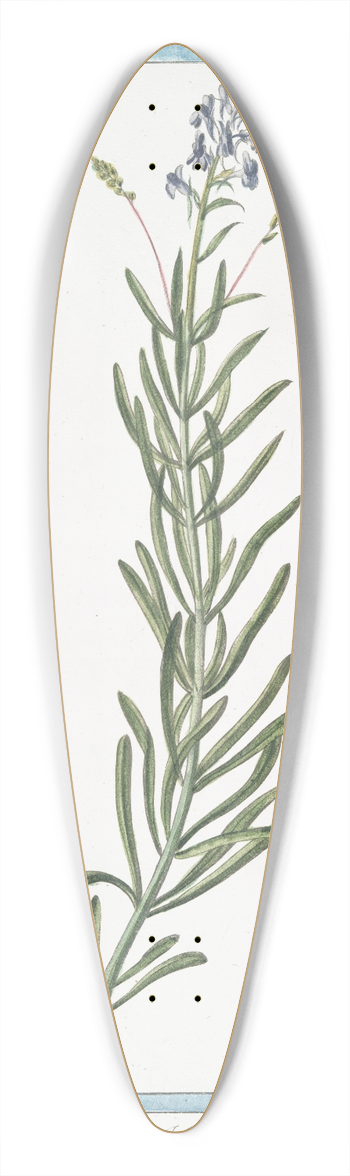 Giorgio Bonelli - Linaria arvensis, crulea  Linaire. (Blue corn toadflax) 39.3 inch art pintail longboard deck