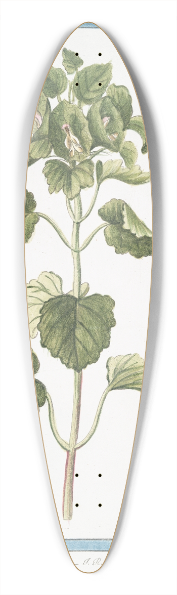 Giorgio Bonelli - Molucca levis  Melissa Moluccana, odorata, Melissa Moluccana 39.3 inch art pintail longboard deck
