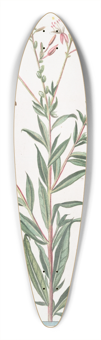 Giorgio Bonelli - Oenothera  Onagra  LHerbe aux Anes. (Evening Primerose, Sundrops, Suncups) 39.3 inch art pintail longboard deck
