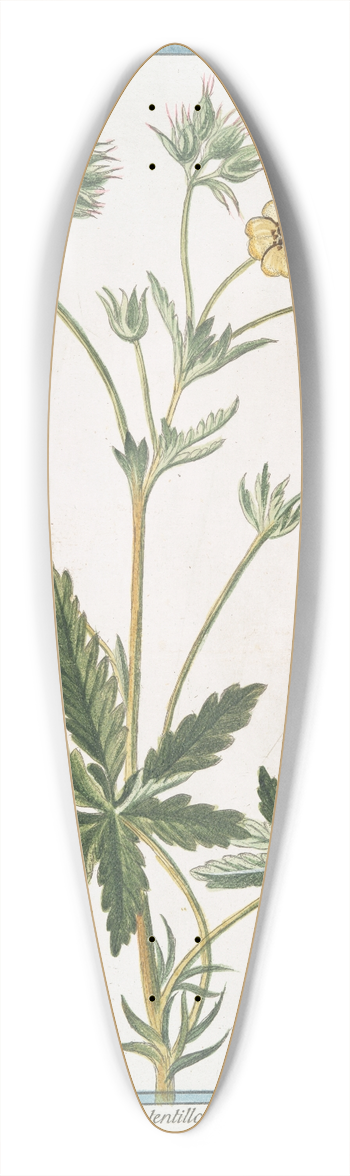 Giorgio Bonelli - Pentaphylloides erectum, sive Potentilla foliis septenatis  Potentilla maggiore  LArgentine. (Cinquefoil) 39.3 inch art pintail longboard deck