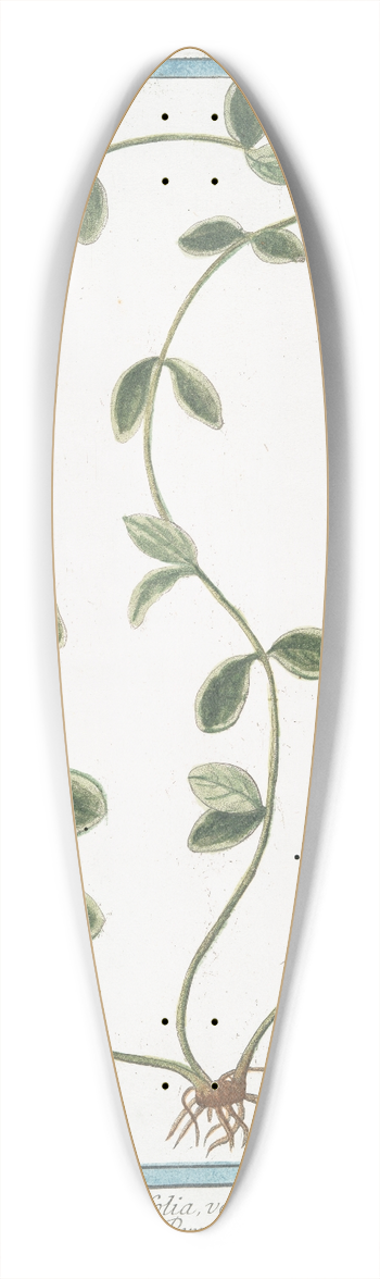 Giorgio Bonelli - Pervinca angustifolia, variegata  Pervenche. (Periwinkle) 39.3 inch art pintail longboard deck