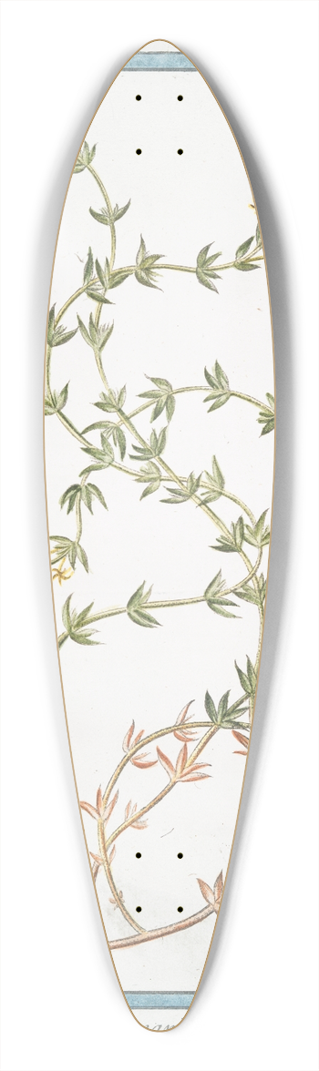 Giorgio Bonelli - Rubeola maritima 39.3 inch art pintail longboard deck