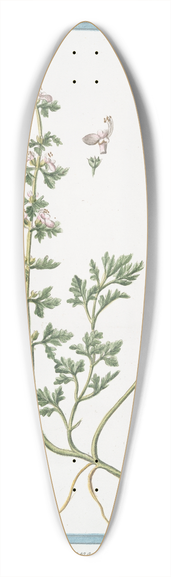Giorgio Bonelli - Teucrium Supinum, perenne, foliis laciniatis. (Germander) 39.3 inch art pintail longboard deck