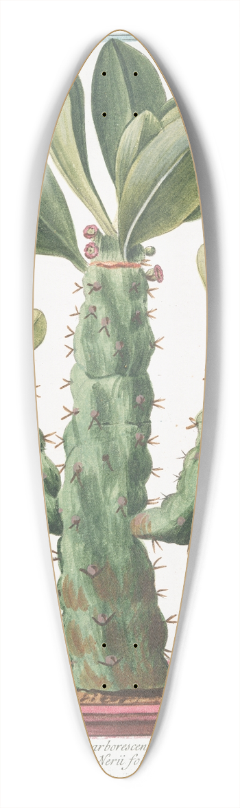 Giorgio Bonelli - Tithymalus, aizooides,arborescens, caudce. angulari, spinosus, Nerii foliis. Euphorbio-Spinosum, ample Nerii folio  Euforbio  Euphorbe 39.3 inch art pintail longboard deck